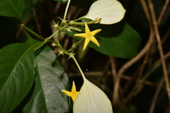 Mussaenda