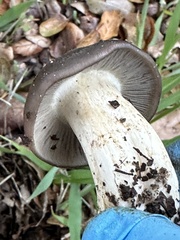 Entoloma ferruginans