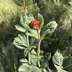 Palicourea officinalis
