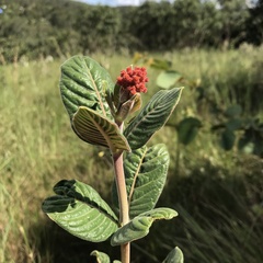 Palicourea officinalis