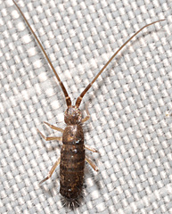 Pogonognathellus dubius