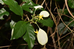 Mussaenda