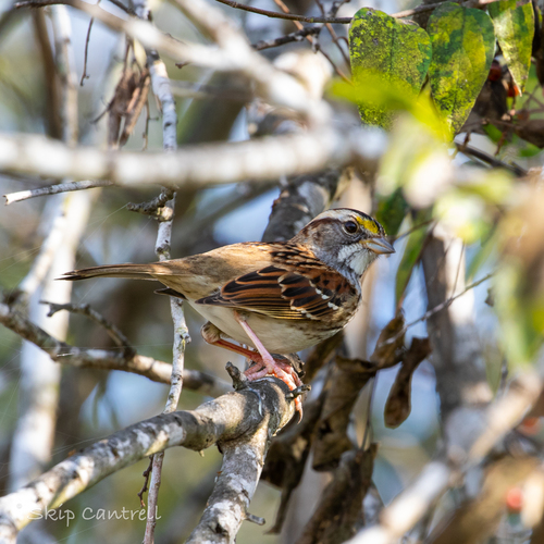 White-throated Sparrow photographed in Texas