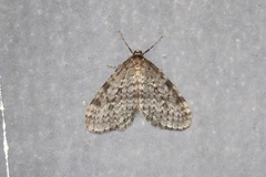 Operophtera occidentalis