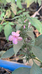 Ruellia inundata