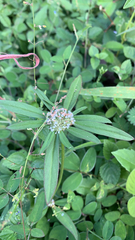 Spermacoce verticillata