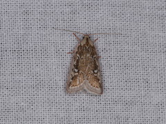 Euchaetis