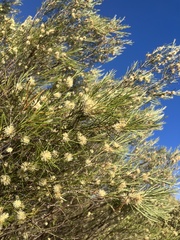 Melaleuca uncinata