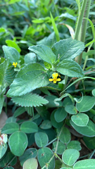 Calyptocarpus vialis