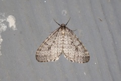 Operophtera occidentalis