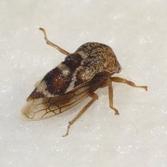Cyrtolobus tuberosus