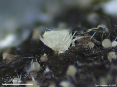 Lasiobolus intermedius