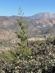 Cupressus forbesii