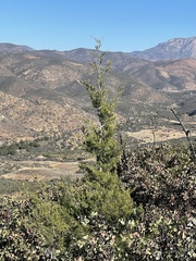 Cupressus forbesii