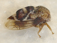 Cyrtolobus tuberosus
