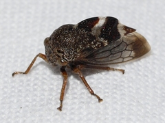 Cyrtolobus tuberosus