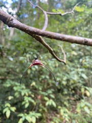Macracantha arcuata
