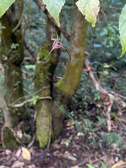 Macracantha arcuata