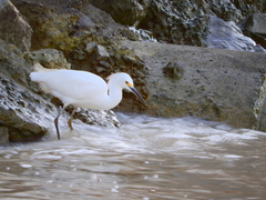 Egretta thula