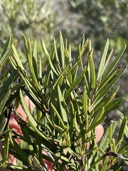 Ornithostaphylos oppositifolia