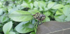 Orthetrum sabina