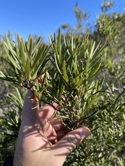 Ornithostaphylos oppositifolia