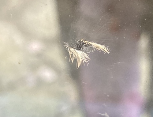 Plume de Pouillot véloce