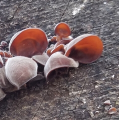 Auricularia angiospermarum