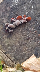 Auricularia angiospermarum