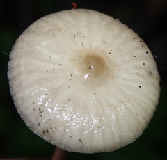 Hymenopellis megalospora image