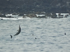 Stenella longirostris