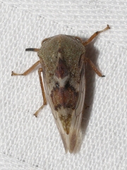 Cyrtolobus tuberosus
