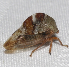 Cyrtolobus tuberosus