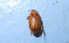 Cyclocephala lurida