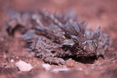 Moloch horridus
