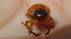 Cyclocephala lurida