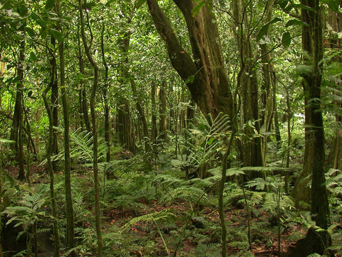 Inocarpus