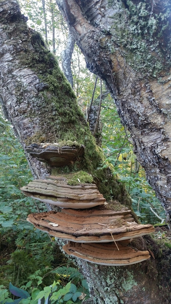 잔나비불로초 from Greater Vancouver, CA-BC, CA on 2015년 10월 03일 (토) at 04:04 오후 by Andrew Grey · iNaturalist... 