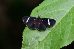 Melanis hillapana