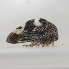 Cyrtolobus tuberosus