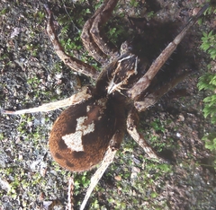 Ctenus ornatus
