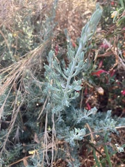 Enchylaena tomentosa