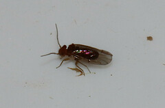Ectopsocidae