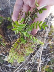 Acaena agnipila