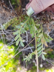 Acaena agnipila