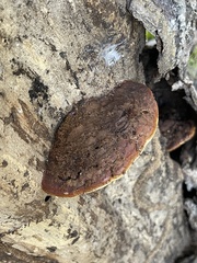Fomitopsis
