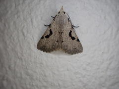 Herminodes concatenalis