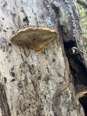 Fomitopsis