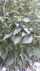 Celtis australis