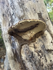 Fomitopsis